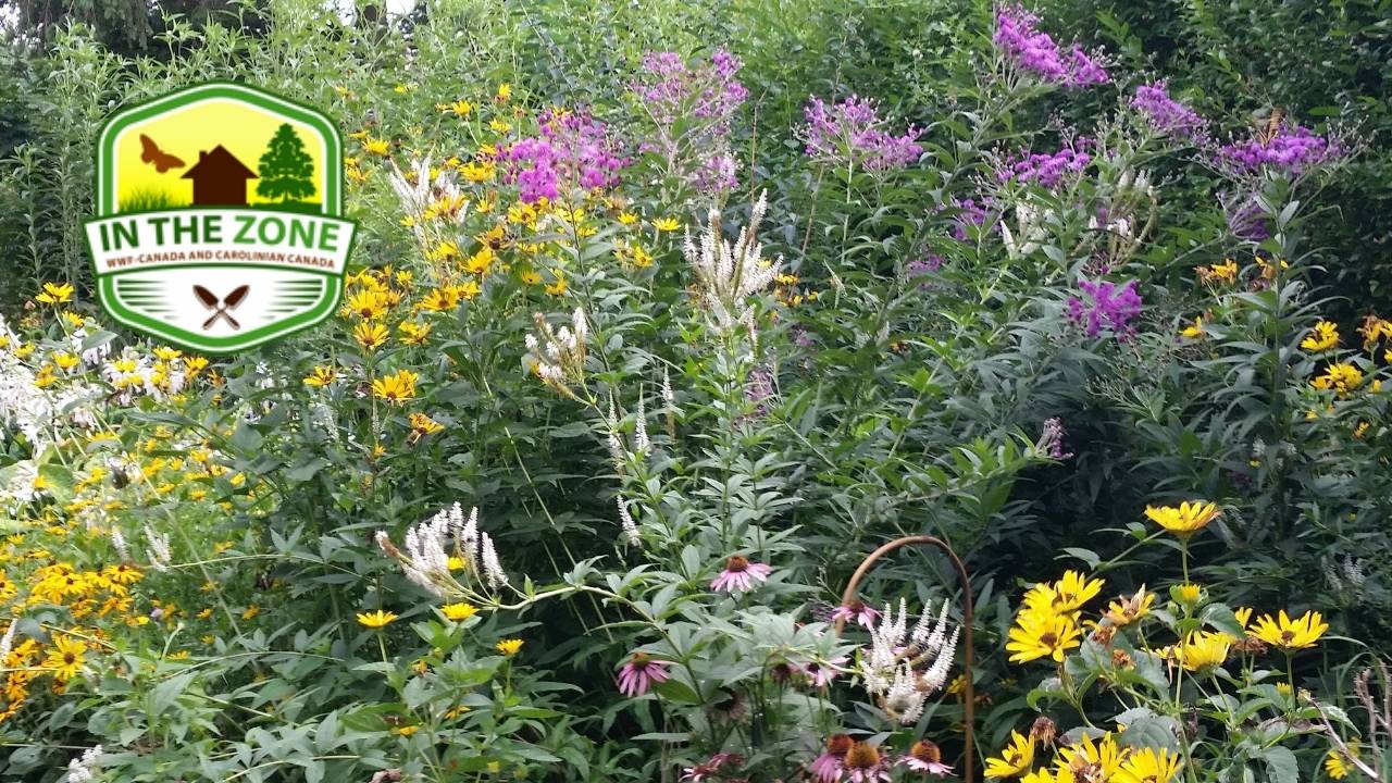The Rise of Native Plant Gardening in Canada - Featured Image